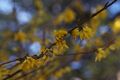 Forsythia intermedia Forsycja pośrednia